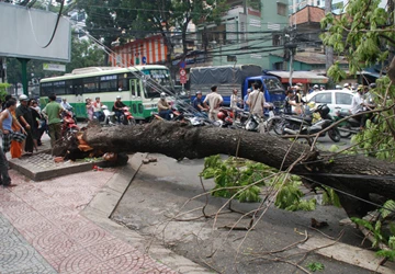 Một cây lim xẹt bất thần đổ gục xuống đường CMT8 ảnh 1