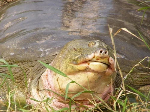 Đã có kết quả xét nghiệm ADN cụ Rùa hồ Gươm ảnh 1