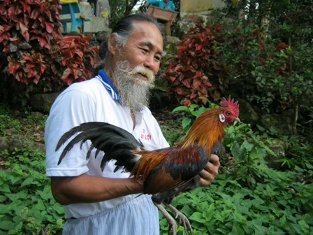 Đổ xô đi săn gà chọi dịp cận Tết ảnh 1