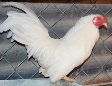 Bỏ phố về quê nuôi gà quý ảnh 2