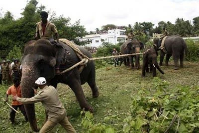 Hãi hùng cảnh voi Ấn Độ tấn công người ngay trên phố ảnh 6