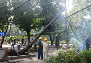 Cây ngã đổ trong TP: Hạn chế cách nào? ảnh 1 Cây ngã đổ trong TP: Hạn chế cách nào? ảnh 1
