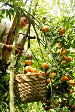 Quýt hồng núi Cấm trúng giá, nhà vườn ăn tết lớn ảnh 3 Quýt hồng núi Cấm trúng giá, nhà vườn ăn tết lớn ảnh 3