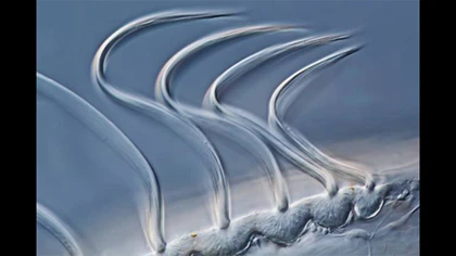 10 ảnh chụp cận cảnh đẹp nhất năm 2012 ảnh 3