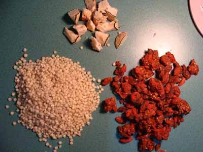 Huyền thoại về loài nấm đắt bằng vàng ròng ở Việt Nam ảnh 4