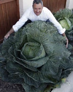 Cây bắp cải khổng lồ ảnh 1