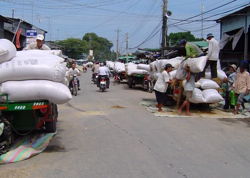 Lúa Campuchia tràn vào Việt Nam ảnh 1