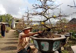 Trúng mùa mai tết, cả làng vui vẻ ảnh 1