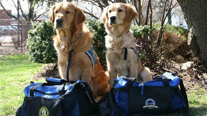 Đội quân "chó an ủi" đến Boston ảnh 1