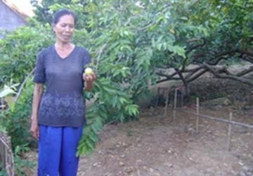 Sự thực lời đồn đại về "cây ổi thần" ở Bắc Giang ảnh 1