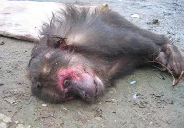 Tiếng kêu cứu ở Phong Nha-Kẻ Bàng ảnh 4