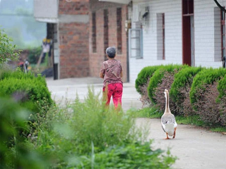 Chú ngỗng suốt ngày bám đuôi bà chủ ảnh 3