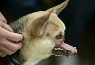 Chú chó xả thân cứu chủ được chữa lành ảnh 1