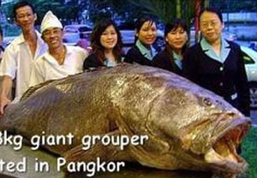 Cá mú "khủng" gần 170kg ảnh 1