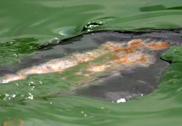 Bắt đầu chữa trị rùa Hồ Gươm ảnh 2