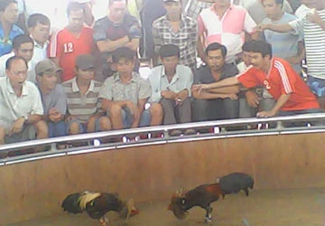 Nhộn nhịp trường gà Băng Châu ảnh 1