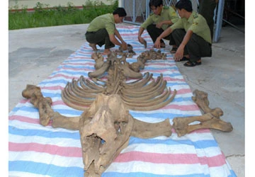 Tê giác chết hay bị giết? ảnh 1