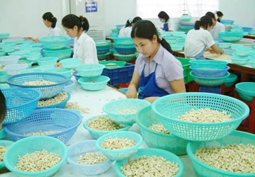 Doanh nghiệp điều sập bẫy lừa! ảnh 1