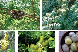 Dùng móc mèo làm thuốc: thận trọng! ảnh 1