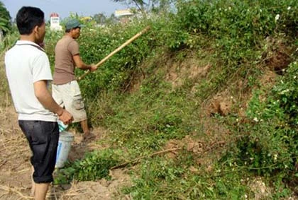 Xơi chuột sống và đặc sản chuột trinh nữ ảnh 1