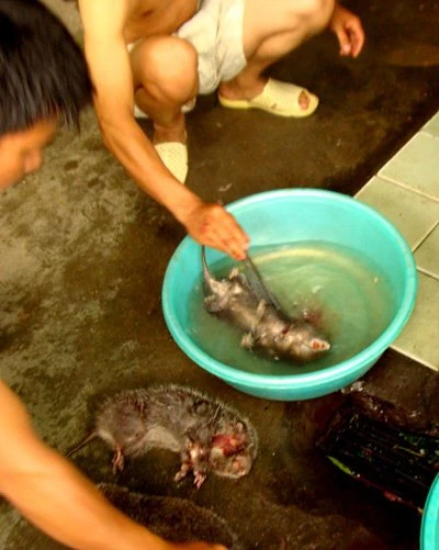 Xơi chuột sống và đặc sản chuột trinh nữ ảnh 4