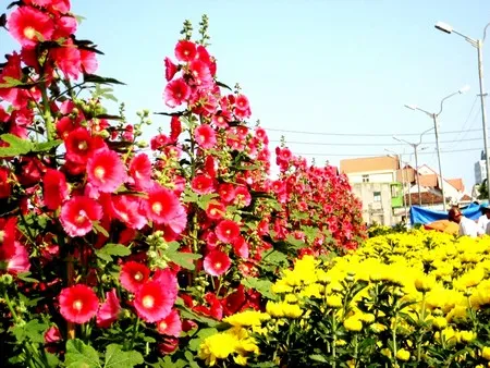 Mai “khủng” giá 150 triệu đồng ảnh 6