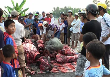 Đụng trâu, 2 người và trâu đều chết ảnh 1 Đụng trâu, 2 người và trâu đều chết ảnh 1