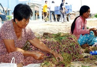 Nhiều người trồng hành tím bị mù mắt ảnh 1