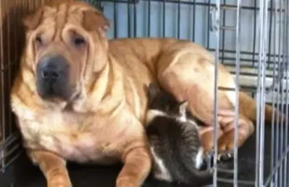 Chó cho mèo bú sữa ảnh 1 Chó cho mèo bú sữa ảnh 1