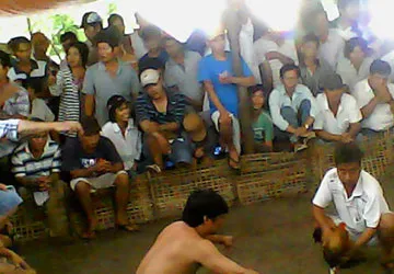 Loạt bài những trường gà cực lớn: Tiền hết, tình tan ảnh 1