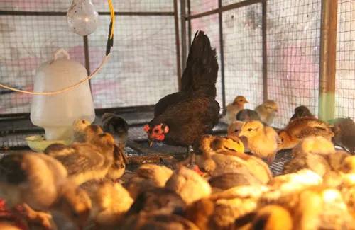 Về đất gà Chợ Lách ảnh 2 Về đất gà Chợ Lách ảnh 2