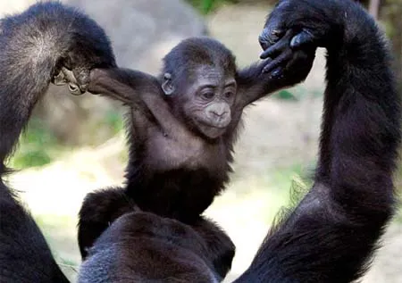 Ảnh động vật trong tuần ảnh 2 Ảnh động vật trong tuần ảnh 2