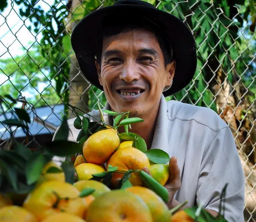 Quýt hồng được giá, tết vui hơn ảnh 5