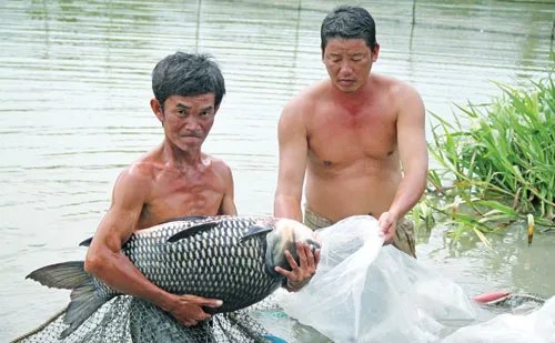 Cứu tinh của cá hiếm ảnh 2