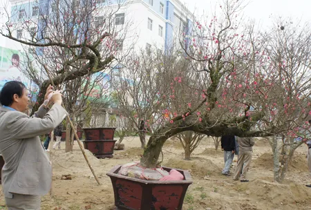 Đào đá, đào Lào, đào Nhật Tân cổ thụ... đổ về Vinh ảnh 1 Đào đá, đào Lào, đào Nhật Tân cổ thụ... đổ về Vinh ảnh 1