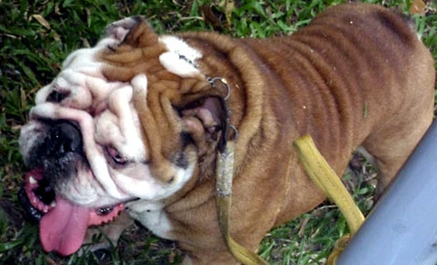 Thi "hoa hậu chó" ảnh 4 Thi "hoa hậu chó" ảnh 4