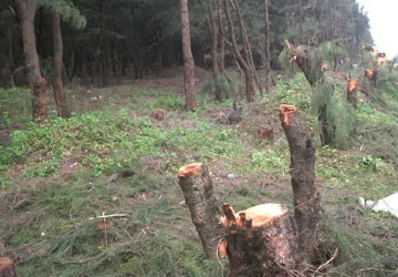 Dự án du lịch “bức tử” rừng phòng hộ ảnh 1