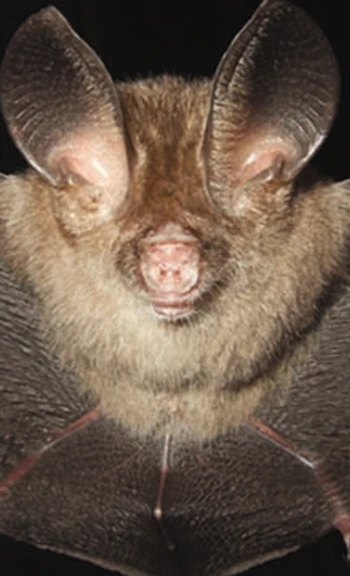 "Loài dơi bí ẩn" ở Việt Nam được giải mã ảnh 2 "Loài dơi bí ẩn" ở Việt Nam được giải mã ảnh 2