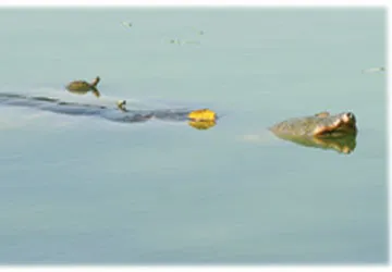 Rùa tai đỏ đe dọa cụ Rùa hồ Gươm ảnh 1