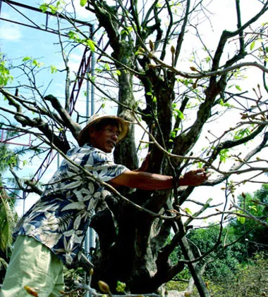 Những cây mai tiền tỷ của lão nông Sài Gòn ảnh 1