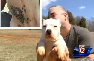 Cộng đồng mạng “dậy sóng” vụ xăm hình cho chó ảnh 1