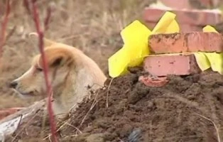 Chú chó không ăn, nằm canh mộ chủ ảnh 1