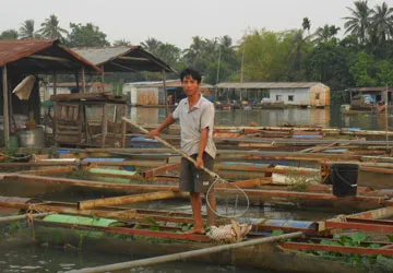 Cá chết hàng loạt chưa rõ nguyên nhân ảnh 1