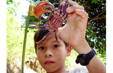 Câu cua rừng trên núi Cấm ảnh 2