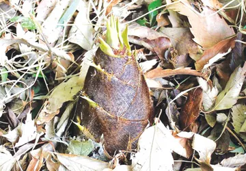 Phòng ngộ độc do măng tươi ảnh 1 Phòng ngộ độc do măng tươi ảnh 1