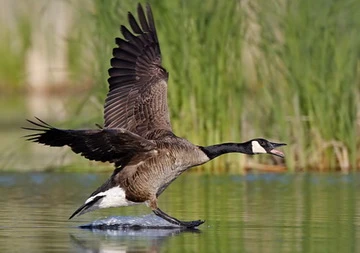 Pháp tuyên chiến với ngỗng trời Canada ảnh 1