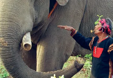 Nghĩa địa voi ở hồ Lắk? ảnh 1