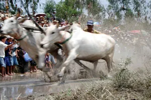 Bò đua lao nhanh như chớp