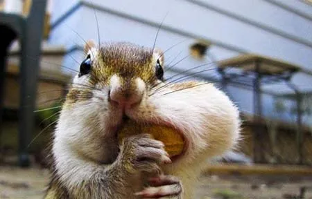 Ảnh động vật trong tuần ảnh 4 Ảnh động vật trong tuần ảnh 4