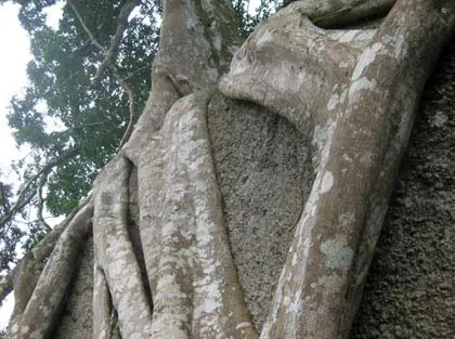 Ngắm cây sanh "có 1 không 2" hàng chục tỷ ảnh 8